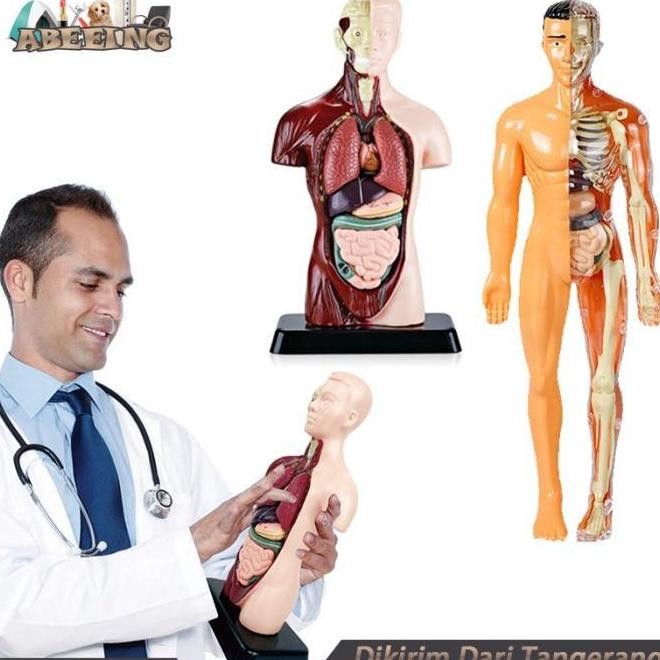 READY PROMO TERBARU KERANGKA MANUSIA MODEL ALAT PERAGA EDUKATIF TORSO ANATOMI TUBUH