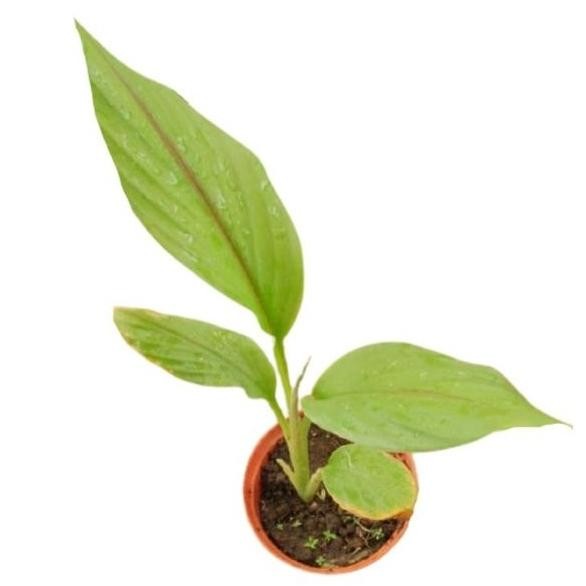 

Terlaris Best Seller Jual Bibit Temu Putih Kunyit Temu Putih Curcuma Zedoria