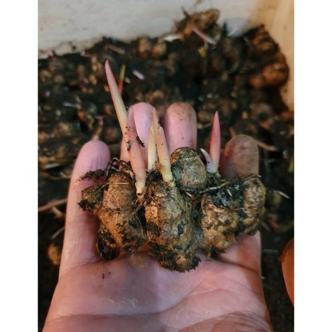 

Terlaris Terlaris Bibit Kunyit Hitam Bertunas Asli / 1Tunas