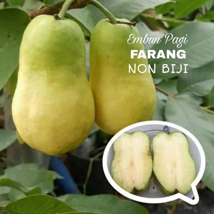 

Terlaris Bibit Pohon Jambu Biji Farang Non Biji