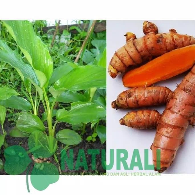

Terlaris Bibit Tanaman Herbal Kunyit Kunir Kuning Pohon Obat
