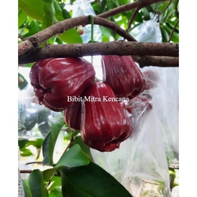 

Terlaris Bibit Jambu Air Thongsamsi Rimbun Siap Tanam Super Unggulan