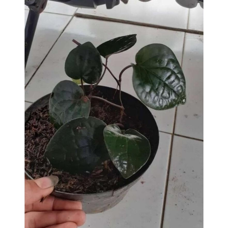 

Terlaris Rd Tanaman Herbal Bibit Sirih Hitam Asli Hutan