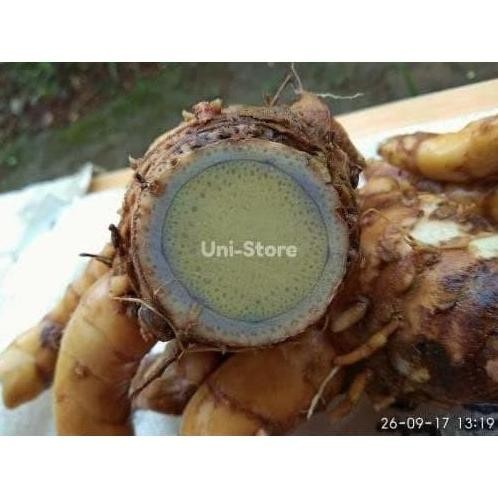 

Terlaris Ankn 1Kg Temu Hitam Segar / Ireng/Koneng Hideung Kunyit Herbal Bibit Benih