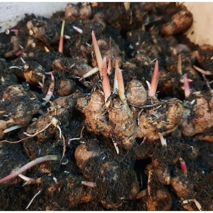 

Terlaris Awet Bibit Kunyit Hitam Bertunas Asli / 1Tunas Awet