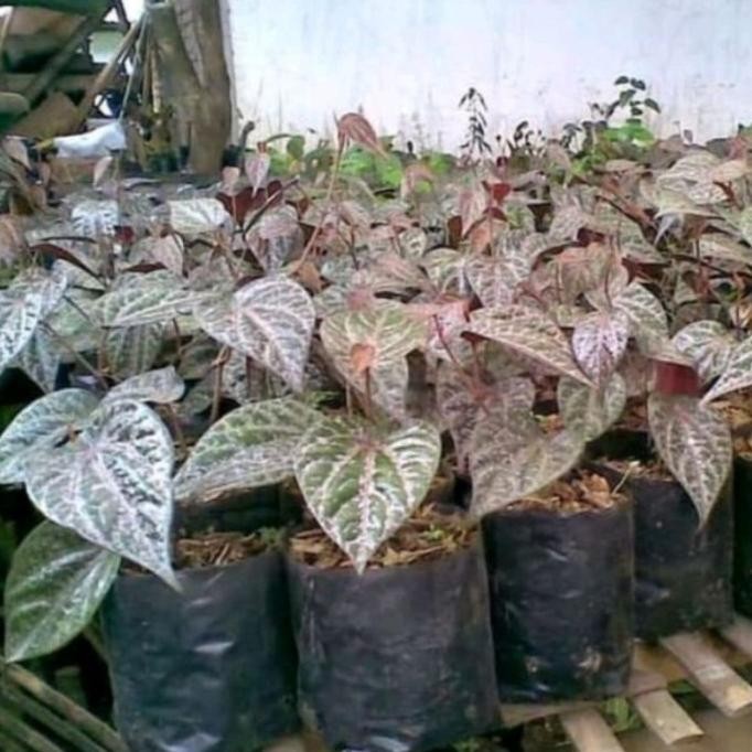 

Terlaris Bibit Sirih Merah (Beli 5 Gratis 1) Degsra 8514Wt