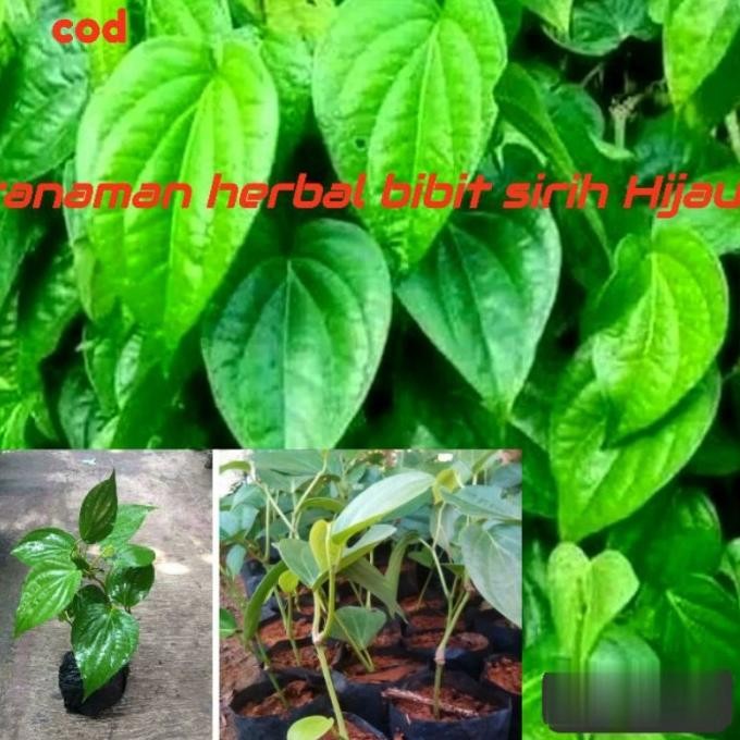 

Terlaris Ready Terlaris Bibit Tanaman Herbal Sirih Hijau Organik