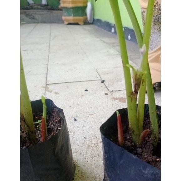

Terlaris Bibit Kunyit Hitam Asli Fomlpi 1001Hh