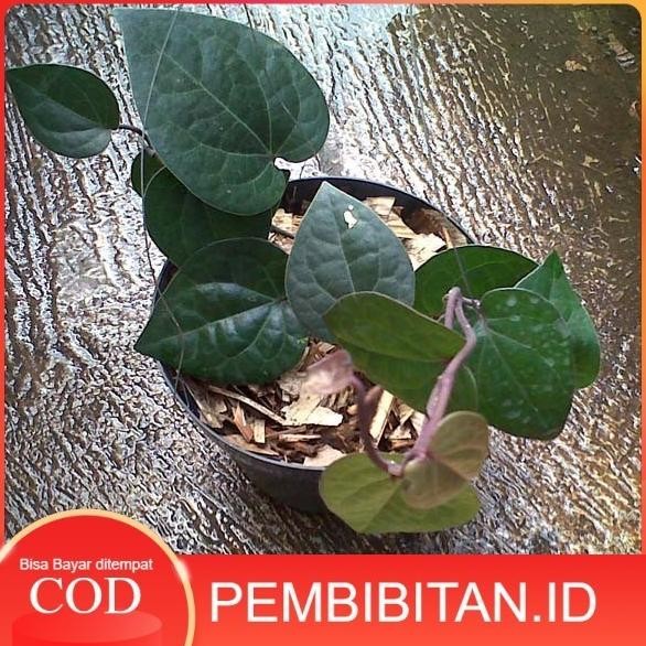 

Terlaris Bibit Tanaman Sirih Hitam Barang Super