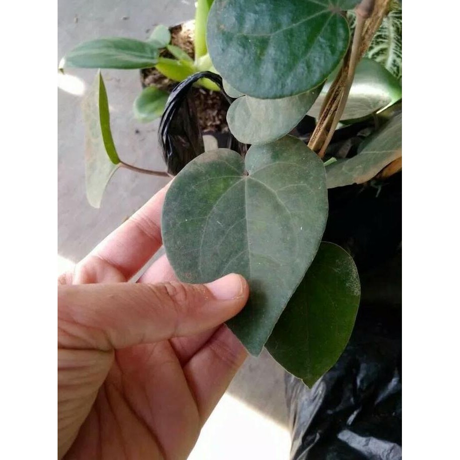 Terlaris Bibit Tanaman Daun Sirih Hitam-Tanaman Sirih Hitam