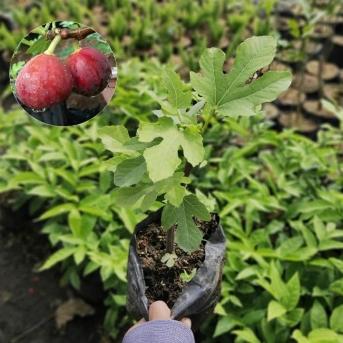 Bibit Tanaman Buah Tin Ara Buah Merah (Red Palestine) pohon