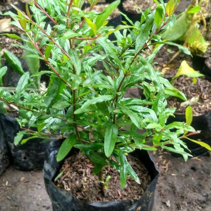 Bibit Tanaman Buah Delima Pohon Buah Delima