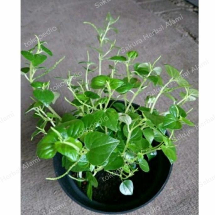 

Terlaris Obral Tanaman Sirih Cina/ Cecer Kempes Ketupang Air Bibit Daun Suruhan