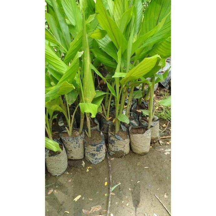 

Terlaris Bibit Kunir Atau Kunyit