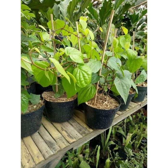 

Terlaris Tanaman Herbal Sirih Hijau Banyak Manfaat / Pohon Obat Herbal Sirih Hijau Berkhasiat / Bibit Tanaman Sirih Ijo