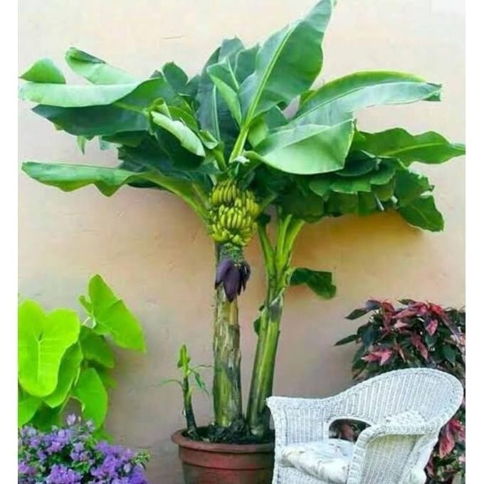 VIRAALL Bibit Tanaman Tabulampot Pisang Mini Asli UNGGULAN