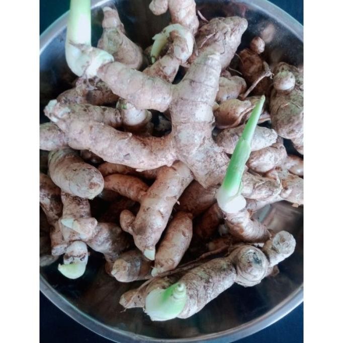 

Terlaris Bibit Kunyit Putih Sudah Bertunas 1Kg Xpqcus 5316Fo