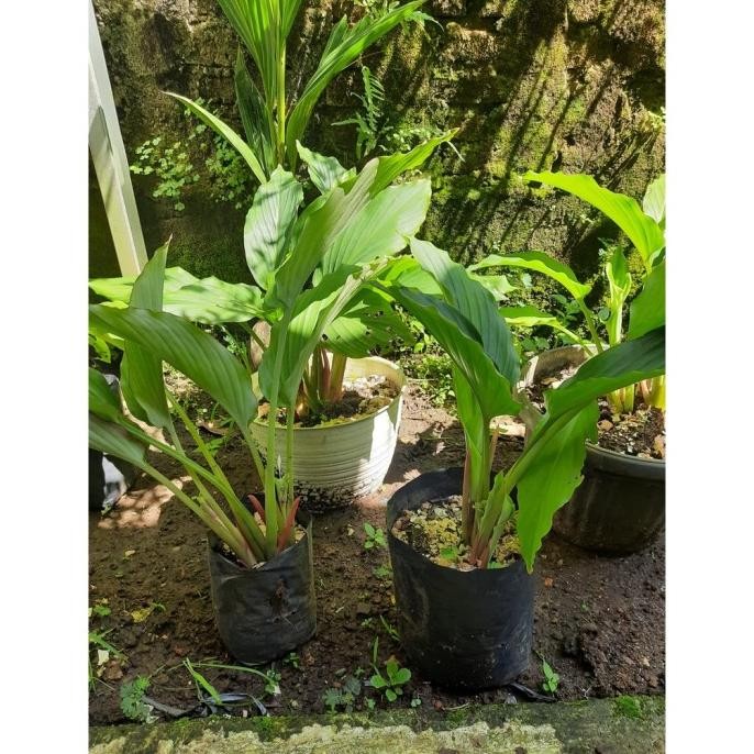 

Terlaris Bibit Kunyit Hitam Asli Kvbitw 4747Bo