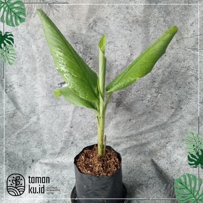 

Terlaris Tanaman Kunyit | Bibit Herbal | Kunir Bumbu Dapur Zqrifi 7127Rz