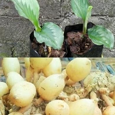 

Terlaris Bibit Tanaman Kunyit Putih Tanaman Kunyit Putih