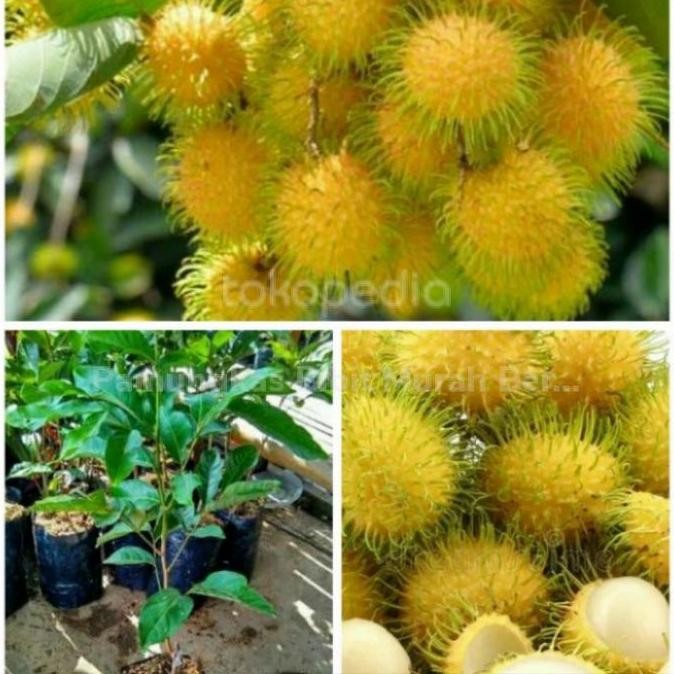 Bibit tanaman buah rambutan gading unggul UNGGULAN