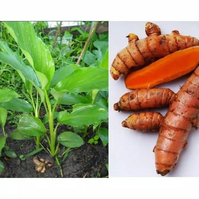 

Terlaris Bibit Tanaman Herbal Kunyit Kunir Kuning Pohon Obat