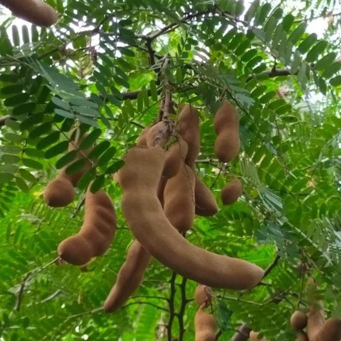 Bibit Tanaman Buah Asam Jawa atau Asem Jawa Bibit Tanaman Bonsai