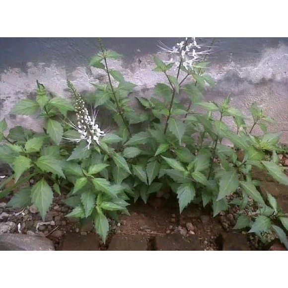 

Terlaris Terbaik Promo Bibit Daun Kumis Kucing - Gratis Kunyit Segar 100