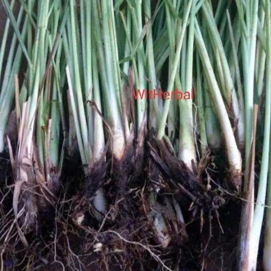 

Terlaris Bibit Tanaman Sereh Bumbu Masakan Dapur Bibit Serai 1Kg