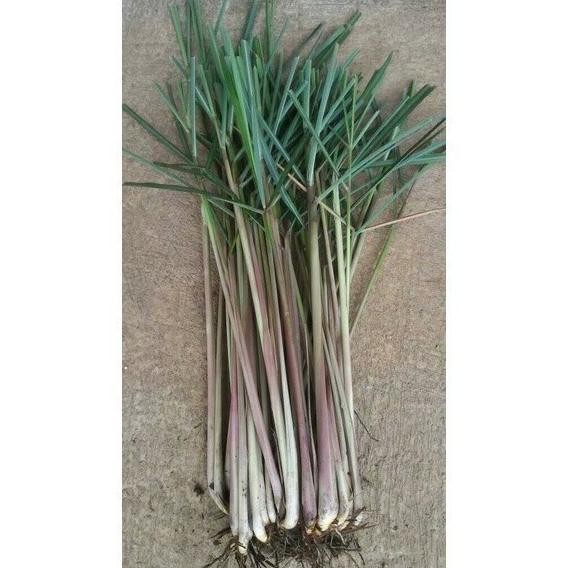 

Terlaris 500Gr Bibit Sereh Merah Serai Lanang Dengan Akar Cod