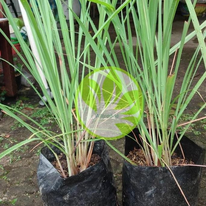 

Terlaris Bibit Sereh Sayur / Tanaman Sereh