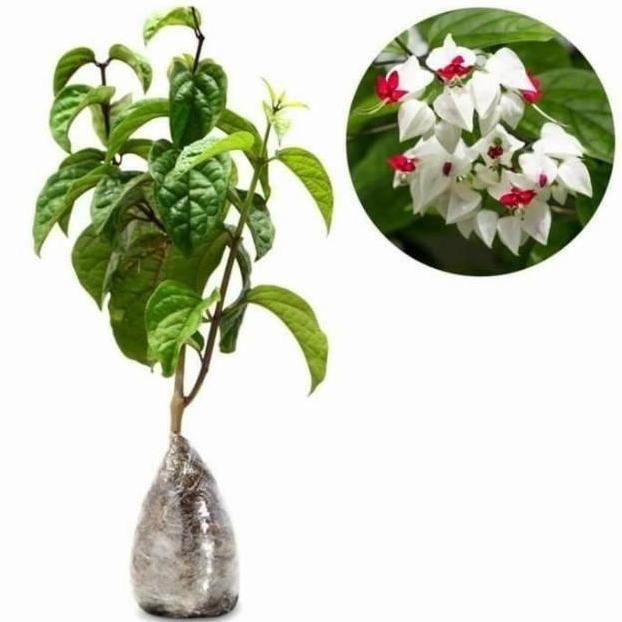 

Terlaris Bibit Tanaman Bunga Nona Makan Sirih Putih Cantik