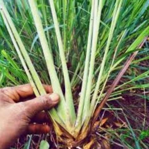 

Terlaris Bibit Sereh Dapur/Bramakusu/Salimbata 10 Biji Per Ikat