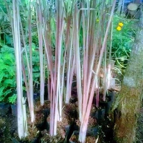 

Terlaris Bibit Tanaman Sereh Wangi Kondisi Rimbun