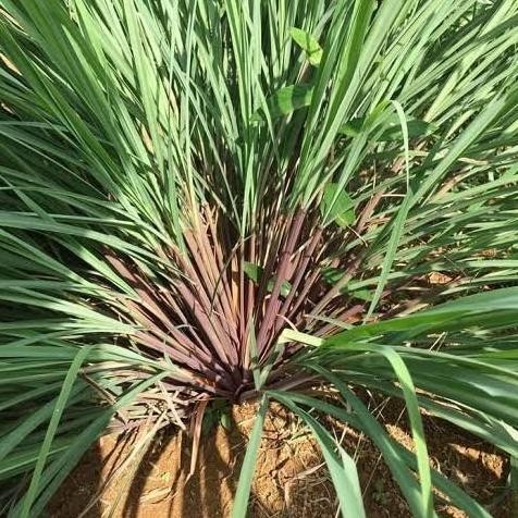 

Terlaris Bibit Sereh Merah,Sereh Lanang,Sereh Wangi,Bumbu Masak,Herbal,Perbtng