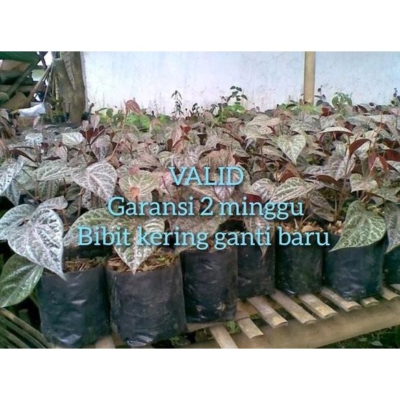 

Terlaris Bibit Sirih Merah Banyak Manfaat