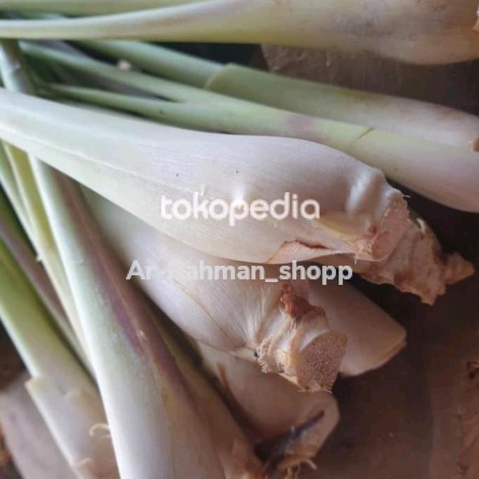 

Terlaris Tanaman Sereh Sayur Bibit