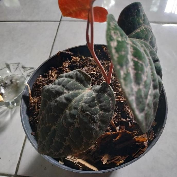 Terlaris Bibit Tanaman Hias Sirih Wulung