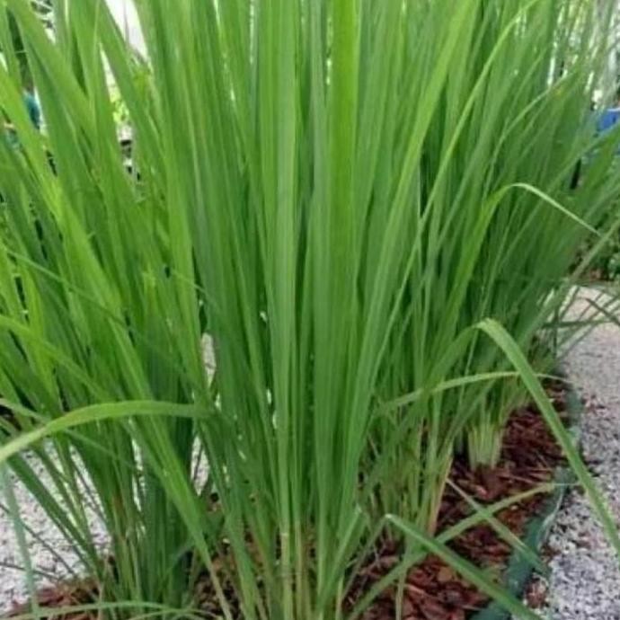 

Terlaris Tanaman Bibit Dapur Sereh Bumbu