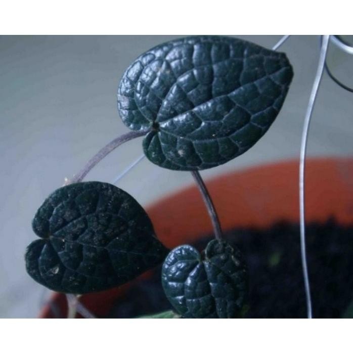 

Terlaris Promo Bibit Sirih Hitam Wasgpa 3596Tq