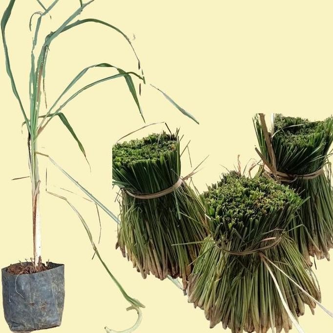 

Terlaris Pohon Sereh Serai Siap Tanam Bibit Serai Bibit Sereh