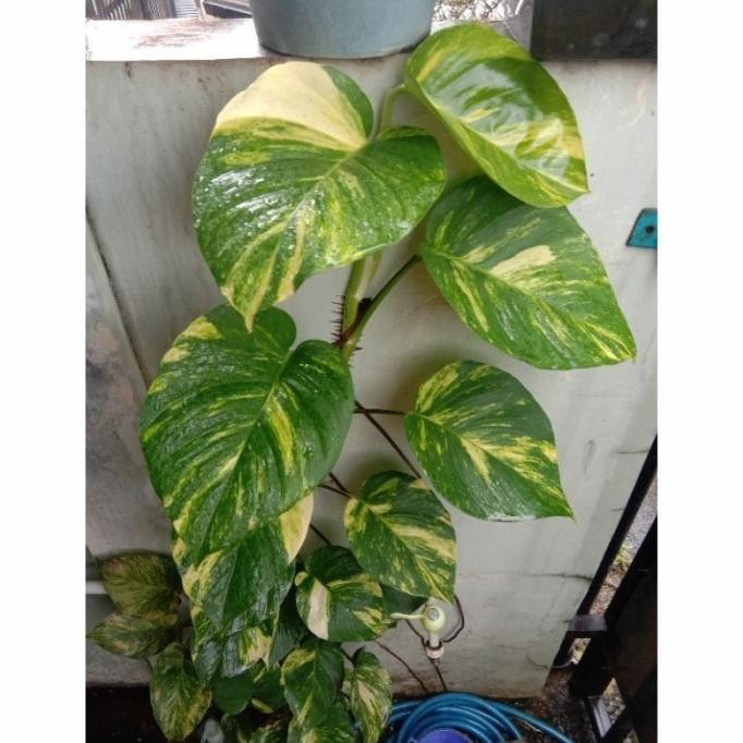 

Terlaris Promo Bibit Sirih Gading Varigata (Stek Batang Berdaun)