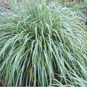 

Terlaris Bibit Tanaman Bumbu Dapur Serai - Sereh Wangi