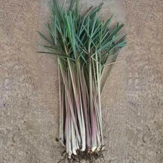 

Terlaris Distributor Bibit Sereh Wangi Herbal