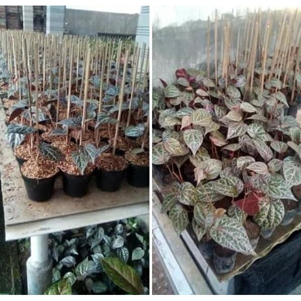 

Terlaris Dapatkan Bibit Sirih Merah