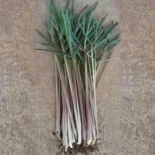 

Terlaris Agen Bibit Sereh Wangi Herbal