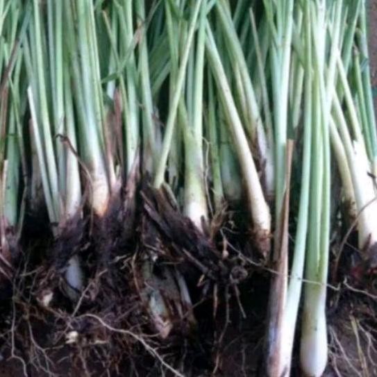 

Terlaris Bibit Sereh Sayur Hijau 1 Kg