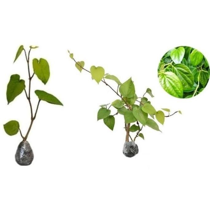 

Terlaris Ready Terlaris Bibit Sirih Hijau Tanaman Obat - Tanaman Herbal Merambat