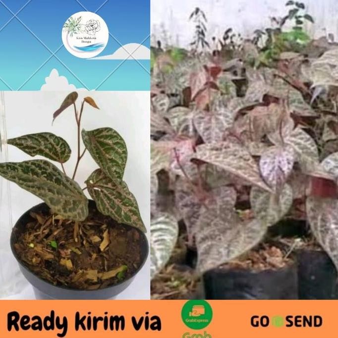 

Terlaris Bibit Tanaman Obat Daun Sirih Merah Piper Ornatum Bibit Sirih Merah