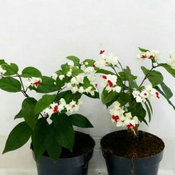 

Terlaris Pohon Nyonya Makan Sirih Tanaman Rambat Bibit Pohon Nona Makan Sirih